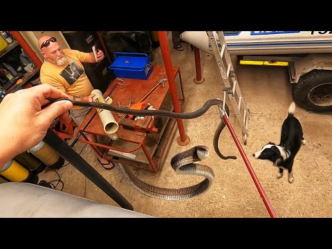 Видео: Смертельная змея в лодочном сарае! Неудачный снимок!