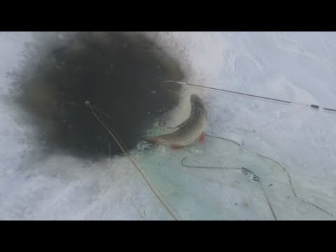 Видео: ⭐️ Зимняя Рыбалка! Проверяем Сети На Дикой Реке!