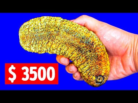 Видео: Морские огурцы невероятно дорогие — и вот почему