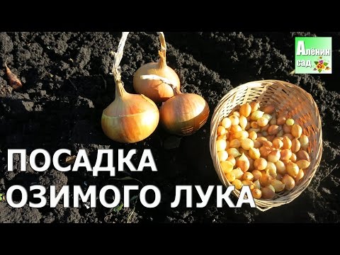 Видео: ВСЁ о посадке ОЗИМОГО ЛУКА!!! Посадка лука под зиму