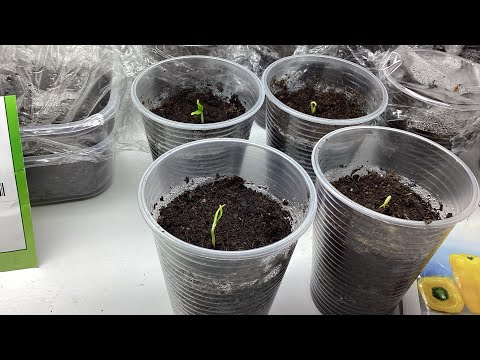 Видео: 🌱🌱🌱ПОЧАЛОСЯ // Перші рослинки, вирощування розсади.