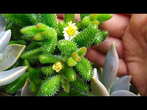 Видео: Обзор комнатных растений 2 часть!