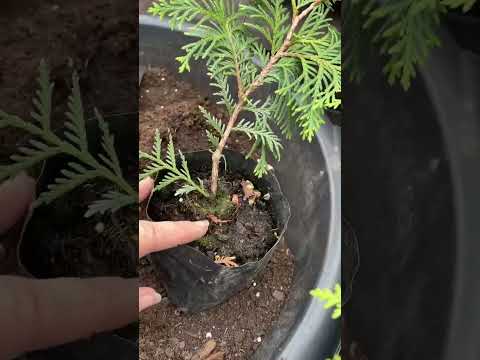 Видео: Пересаживаю тую западную Глобоза