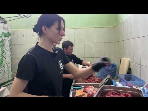 Видео: В гостях у белых тигров Алисы Нестеровой