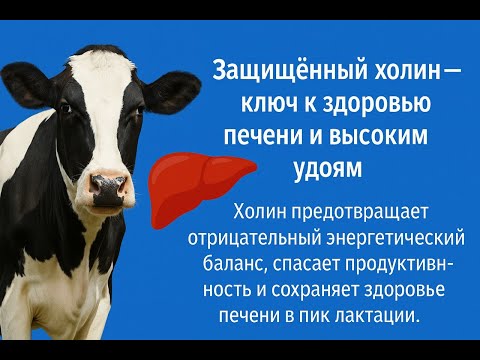 Видео: Добавка, которая защищает корову, и от кетоза, и от жировой дистрофии печени, и от мастита тоже.