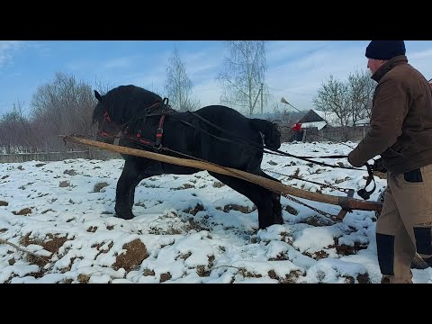 Видео: 🥁🔥PERCHERON🔥 Фараон за собою прибирає💪💣💯😉