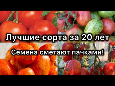Видео: ЛУЧШИЕ ТОМАТЫ ЗА 20 ЛЕТ Эти 2 сорта никто вам больше не посоветует МЕГАУРОЖАЙНЫЕ