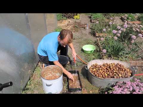 Видео: заготовка семян груши