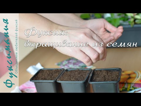 Видео: Фуксии: выращивание из семян