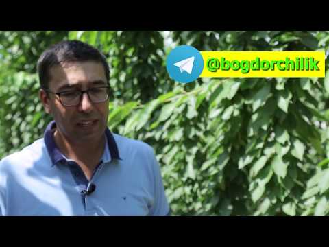 Видео: УФО (тик мевали шохлар) усулида гилос етиштириш