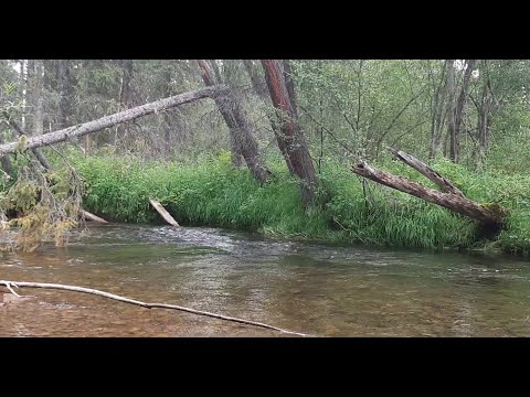 Видео: РЫБАЛКА НА ХАРИУСА В ЯКУТИИ / Август 2021