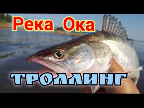 Видео: Рыбалка на Оке,троллинг, вечерний жор рыбы