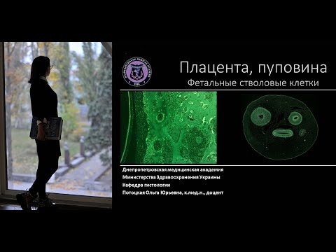 Видео: 27. Плацента пуповина фетальные стволовые клетки