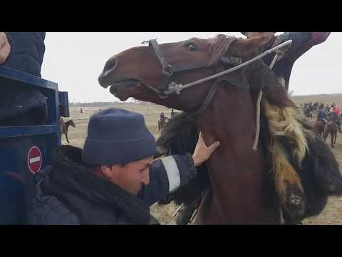 Видео: БҮРГӨНДҮ АЙЫЛЫ 23-Декабрь ТЕКЕ УЛАК.