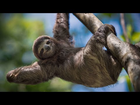 Видео: Быть ленивым чтобы выжить! Ленивец - он знает толк в отдыхе!