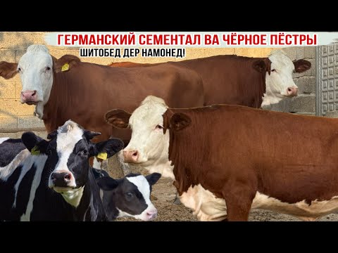 Видео: ГЕРМАНСКИЙ СЕМЕНТАЛ ВА ЧЁРНОЕ ПЁСТРЫ ПРИВОЗНОЙ 5 октября 2025 г.