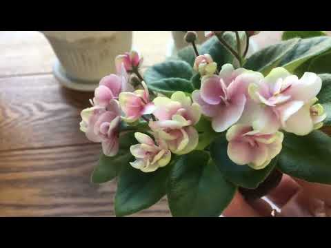 Видео: Мини фиалки.Обзор. Говорушки.Mini violets.mini plant. mini miniatures.