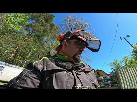 Видео: Покос молодой травы Zimani FS450