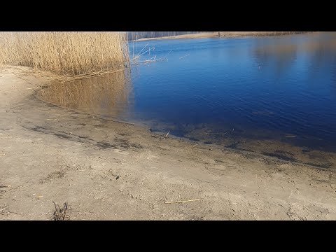 Видео: Тут всё клюёт. Плотва поклёвывает. Рыбалка  в конце марта.