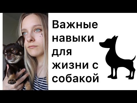Видео: ВАЖНЫЕ НАВЫКИ ДЛЯ ЖИЗНИ С СОБАКОЙ