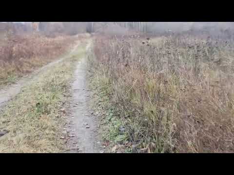 Видео: Прогулка по трапинке | красивые виды осени 