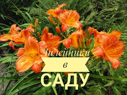 Видео: ВЫРАЩИВАНИЕ  ЛИЛЕЙНИКОВ  В САДУ