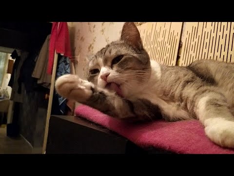 Видео: Повадки чистюли