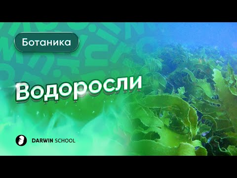 Видео: Тема №12: Водоросли