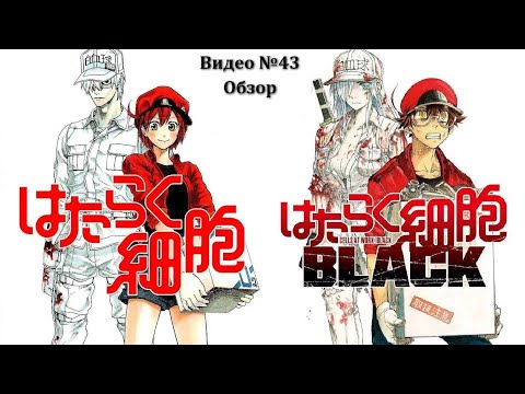 Видео: Видеообзор: Hataraku Saibou 2 & Black (Два в одном)
