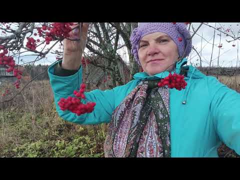 Видео: Соус Чили , копаю грядки, собираю урожай.