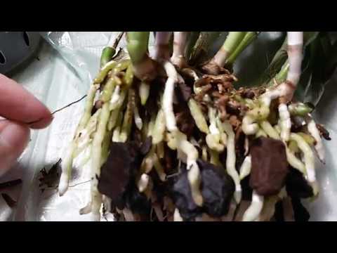 Видео: КАК НАРАСТИТЬ КОРНИ У КАТТЛЕИ И БРАССОКАТТЛЕИ