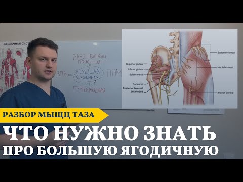 Видео: ПЕРЕКОС ТАЗА И БОЛИ В ПОЯСНИЦЕ | БОЛЬШАЯ ЯГОДИЧНАЯ МЫШЦА | Кочетков Владимир