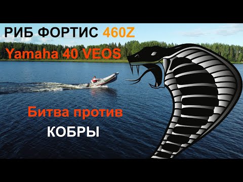 Видео: БИТВА против КОБРЫ на РИБ ФОРТИС 460Z и Yamaha 40 VEOS