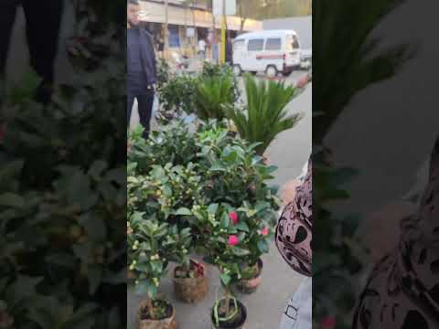 Видео: Чорсу.Оптовый гул бозори