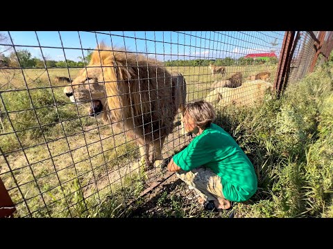 Видео: Арест Олега Зубкова! Это НЕВЕРОЯТНО! Львы ЗАЩИЩАЮТ Леокадию!