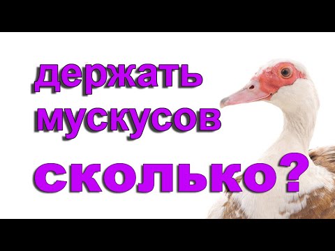 Видео: Как часто обновлять племя  мускусных уток? Ответы на Часто Задаваемые Вопросы