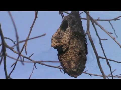 Видео: О МАЛЕНЬКОЙ   ЗСЛ  "ЛАЙДЕ " и о её  "ЛЬВИНОМ СЕРДЦЕ ".