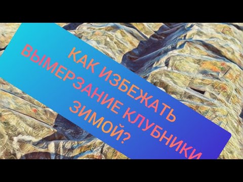 Видео: ВЫМЕРЗЛА КЛУБНИКА ЗИМОЙ? КАКОЙ МОРОЗ ВЫДЕРЖИВАЕТ КЛУБНИКА?