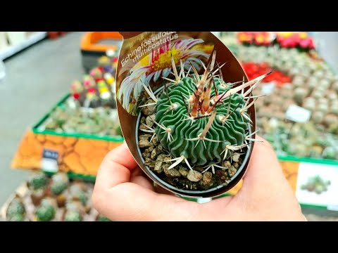 Видео: 🍃🫒Бауцентр🍃Цветочная Прогулка🪴🫒