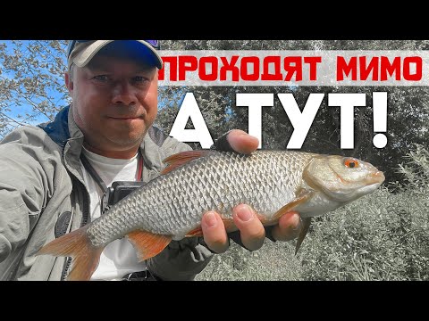 Видео: 🏆🐟ГИГАНТСКАЯ Плотва в ЗАБЫТОЙ ЛУЖЕ! Секретная бурлилка раздаёт! #мормышинг #fishing #рыбалка