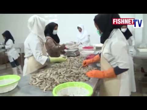 Видео: Аквакультура. Креветка Ирана.