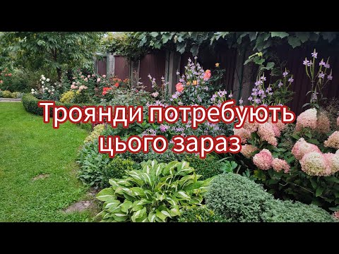 Видео: Троянди потребують цього зараз🌹Початок вересня🍁