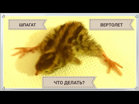 Видео: Почему НЕЛЬЗЯ помогать перепелятам? ШПАГАТ у перепеленка - что делать? Из инкубатора в брудер