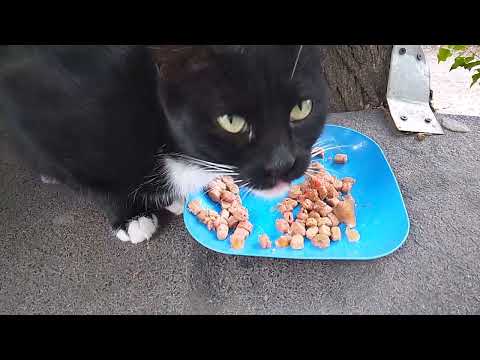 Видео: ВСЕ СЫТЫ!🌳🍗МАЛЫШАТА РАСТУТ!🥰😻🩷МОИ РАЗБЕСЯКИНЫ!😯😺😂