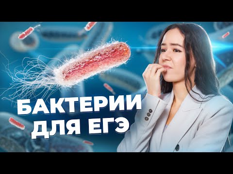 Видео: Все о бактериях для ЕГЭ по биологии | Умскул