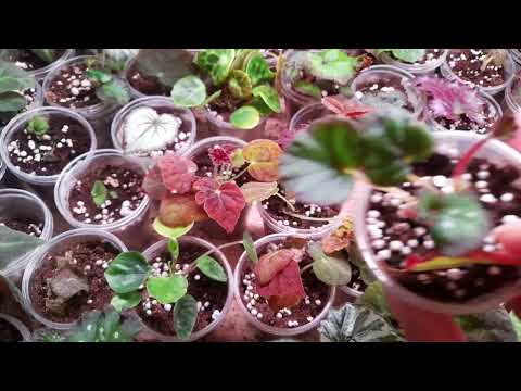 Видео: Результат укоренения бегоний листом.
