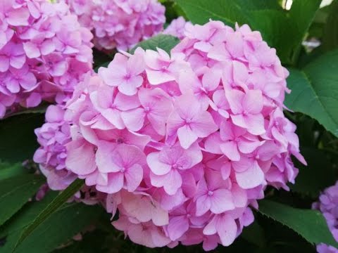 Видео: ГОРТЕНЗИЯ КРУПНОЛИСТОВАЯ. КАК УКРЫВАТЬ НА ЗИМУ