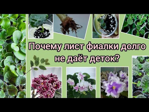 Видео: Лист фиалки долго не даёт деток :(  Как помочь деткам вырасти?  Мой новый способ выращивания деток!