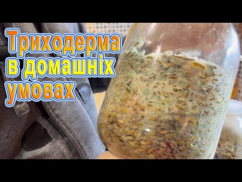 Видео: Вирощування триходерми на зерні в домашніх умовах