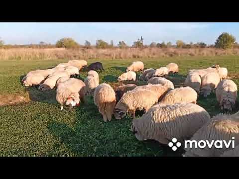 Видео: Вівці восени